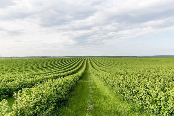 Agriculture